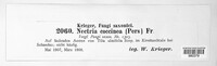 Neonectria coccinea image